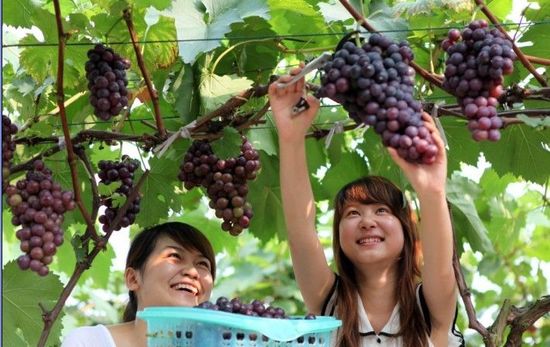 北京怀柔周边葡萄采摘园