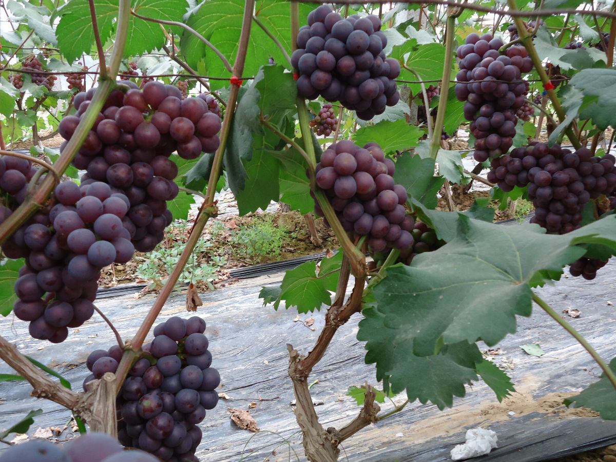 京亚葡萄品种